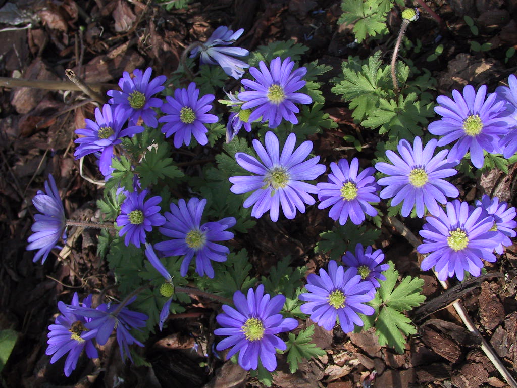 Anemone blanda Blaue Toene 01.jpg